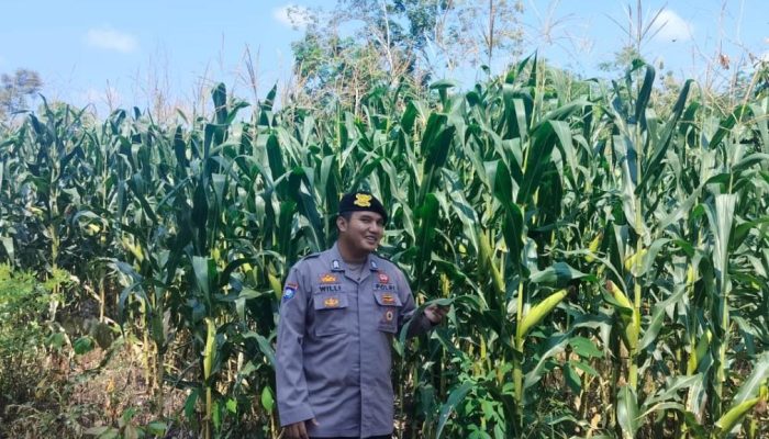 Polsek BP Peliung Dampingi Kelompok Tani, Brigpol Willy Pantau Pertumbuhan Jagung Ketahanan Pangan
