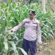 Polsek BP Peliung Dorong Kemandirian Pangan, Bhabinkamtibmas Cek Perkembangan Jagung di Lahan Warga