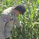 Polsek BP Peliung Aktif Dampingi Pertanian Warga, Pantau Tanaman Jagung Ketahanan Pangan