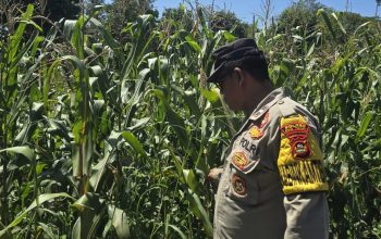 Bhabinkamtibmas Polsek BP Peliung Aktif Dampingi Petani, Pastikan Pertumbuhan Jagung Ketahanan Pangan Berjalan Baik