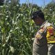 Bhabinkamtibmas Polsek BP Peliung Aktif Dampingi Petani, Pastikan Pertumbuhan Jagung Ketahanan Pangan Berjalan Baik