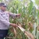 Kanit Bimas Polsek BP Peliung Dorong Produktivitas Warga Melalui Pemanfaatan Lahan Kosong untuk Jagung