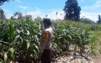 Bhabinkamtibmas BP Peliung Monitoring Tanaman Jagung, Dorong Warga Optimalkan Lahan Tidak Produktif
