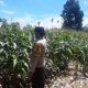 Bhabinkamtibmas BP Peliung Monitoring Tanaman Jagung, Dorong Warga Optimalkan Lahan Tidak Produktif