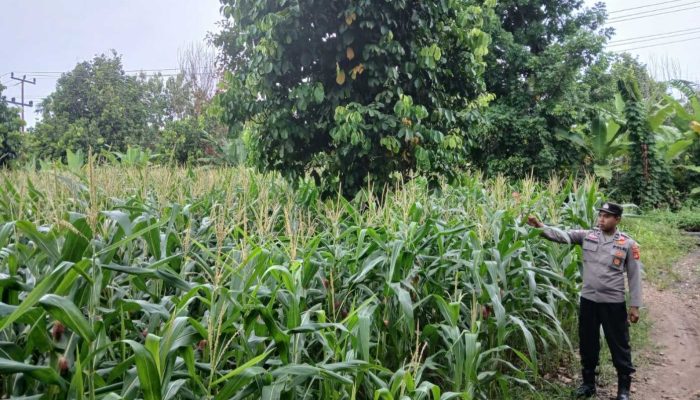 Polsek BP Peliung Dampingi Kelompok Tani Binaan, Pastikan Pertumbuhan Jagung Mendukung Ketahanan Pangan