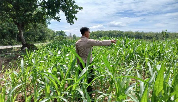 Kanit Binmas Polsek BP Peliung Cek Tanaman Jagung di Bandar Jaya, Wujudkan Lahan Kosong Menjadi Produktif