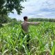 Kanit Binmas Polsek BP Peliung Cek Tanaman Jagung di Bandar Jaya, Wujudkan Lahan Kosong Menjadi Produktif