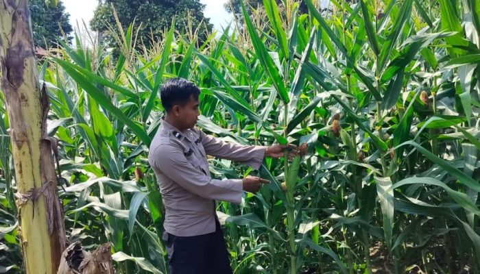 Polsek BP Peliung Dorong Produktivitas Warga Melalui Pemantauan Tanaman Jagung di Desa Pahang Asri
