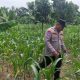Kanit Binmas Polsek BP Peliung Pantau Lahan Jagung di Bantan Pelita, Perkuat Dukungan Program Ketahanan Pangan