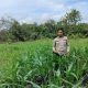Bhabinkamtibmas Polsek BP Peliung Cek Tanaman Jagung di Desa Pulau Negara, Dukung Ketahanan Pangan Masyarakat