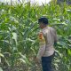 Bhabinkamtibmas Polsek BP Peliung Pantau Lahan Jagung, Dukung Ketahanan Pangan dan Ekonomi Warga