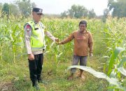 Polsek Madang Suku I Cek Perkembangan Lahan Jagung dalam Mendukung Ketahanan Pangan