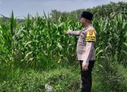 Dukung Ketahanan Pangan, Polsek Madang Suku I Pantau Budidaya Jagung di Desa Bangsa Negara