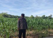 Polsek BP Peliung Aktif Kawal Ketahanan Pangan Melalui Perawatan Tanaman Jagung di Desa Banu Mas