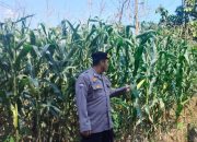 Polsek BP Peliung Dorong Produktivitas Warga Melalui Pemantauan Tanaman Jagung di Lahan Ketahanan Pangan