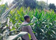 Polsek BP Peliung Perkuat Ketahanan Pangan Lewat Pemantauan Lahan Jagung Milik Kelompok Tani Binaan