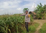 Bhabinkamtibmas Polsek Madang Suku I Pantau Perkembangan Tanaman Jagung Dukung Ketahanan Pangan