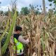 Manfaatkan Lahan Kosong Satu Hektar, Polsek BP Peliung Intensifkan Pemantauan Tanaman Jagung di Desa Bantan
