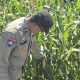 Wujud Kepedulian terhadap Petani, Bhabinkamtibmas BP Peliung Pantau Lahan Jagung Ketahanan Pangan