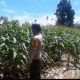 Aipda Barlin Lakukan Pemantauan Tanaman Jagung di Desa Bantan, Polsek BP Peliung Perkuat Ketahanan Pangan