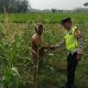 Dukung Ketahanan Pangan, Polsek Madang Suku I Lakukan Monitoring Lahan Jagung