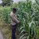 Bhabinkamtibmas Polsek BP Peliung Rutin Pantau Lahan Jagung di Desa Pulau Negara, Wujudkan Ketahanan Pangan Berkelanjutan