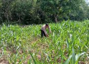 Dorong Ketahanan Pangan, Kanit Bimas Polsek BP Peliung Rutin Pantau Pertumbuhan Jagung di Lahan Binaan