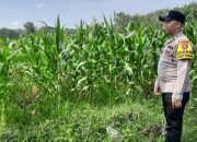 Polsek Madang Suku I Pantau Program Ketahanan Pangan, Pastikan Tanaman Jagung Tumbuh Baik