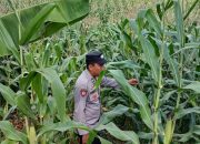 Kanit Patroli Polsek BP Peliung Intensif Pantau Pertumbuhan Jagung, Wujud Dukungan Ketahanan Pangan Nasional