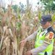 Polsek BP Peliung Terus Kawal Program Ketahanan Pangan, Kanit Patroli Pantau Lahan Jagung Warga