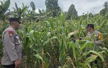 Kasium Polsek BP Peliung Turun Langsung Pantau Tanaman Jagung, Dorong Optimalisasi Lahan Produktif