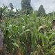 Kasium Polsek BP Peliung Turun Langsung Pantau Tanaman Jagung, Dorong Optimalisasi Lahan Produktif