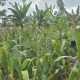 Bhabinkamtibmas Polsek BP Peliung Dampingi Petani, Pantau Lahan Jagung Untuk Perkuat Ketahanan Pangan