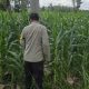 Polsek BP Peliung Kawal Program Ketahanan Pangan, Kasium Pantau Pertumbuhan Jagung di Lahan Produktif