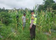 Polsek Madang Suku I Monitoring Lahan Jagung, Dukung Penguatan Ketahanan Pangan di OKU Timur