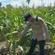 KASIUM POLSEK BP PELIUNG TERUS MONITORING TANAMAN JAGUNG, PERKUAT PROGRAM KETAHANAN PANGAN NASIONAL