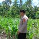 KANIT BIMAS POLSEK BP PELIUNG TERUSKAN MONITORING JAGUNG, DUKUNG OPTIMALISASI KETAHANAN PANGAN