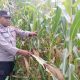 BHABINKAMTIBMAS POLSEK BP PELIUNG TERUSKAN MONITORING TANAMAN JAGUNG, PERKUAT PROGRAM KETAHANAN PANGAN