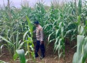 BHABINKAMTIBMAS POLSEK BP PELIUNG RUTIN MONITORING TANAMAN JAGUNG, DUKUNG KETAHANAN PANGAN NASIONAL