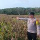 Polsek Madang Suku I Dorong Ketahanan Pangan Melalui Pemantauan Tanaman Jagung Warga di OKU Timur