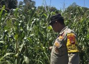 Polsek BP Peliung Dorong Produktivitas Petani Melalui Monitoring Tanaman Jagung di Lahan Ketahanan Pangan