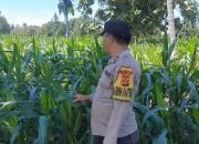 Bhabinkamtibmas Polsek BP Peliung Pantau Lahan Jagung, Dukung Penguatan Ketahanan Pangan Masyarakat