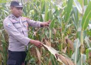 Kanit Binmas Polsek BP Peliung Pastikan Pertumbuhan Jagung di Lahan Ketahanan Pangan Berjalan Optimal
