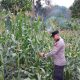 Polsek BP Peliung Intensifkan Monitoring Tanaman Jagung di Desa Negeri Agung untuk Dukung Ketahanan Pangan