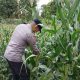 Polsek BP Peliung Lanjutkan Monitoring Tanaman Jagung di Desa Negeri Agung Jaya untuk Perkuat Ketahanan Pangan