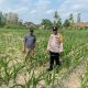 Polsek Belitang II Dorong Ketahanan Pangan, Bhabinkamtibmas Cek Perkembangan Tanaman Jagung Warga