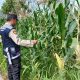 Wujud Kepedulian Ketahanan Pangan, Polsek BP Peliung Pantau Tanaman Jagung di Lahan Produktif Warga