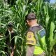 Bhabinkamtibmas Polsek BP Peliung Perkuat Ketahanan Pangan Lewat Monitoring Lahan Jagung di Desa Negeri Agung