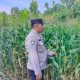 Polsek BP Peliung Dorong Produktivitas Lahan Kosong Melalui Pemantauan Tanaman Jagung