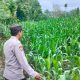 Dorong Swasembada Pangan, Polsek BP Peliung Pantau Lahan Jagung Produktif Milik Kelompok Tani